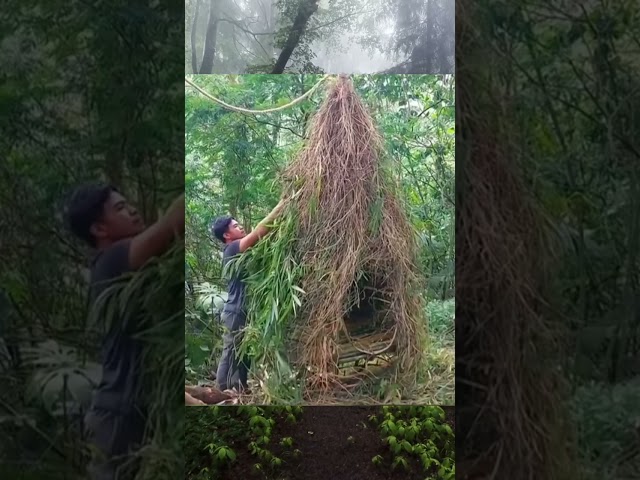 Building shelter / DIY Wood / Decor home / Plastic house / Live in forest / Survival / Camping