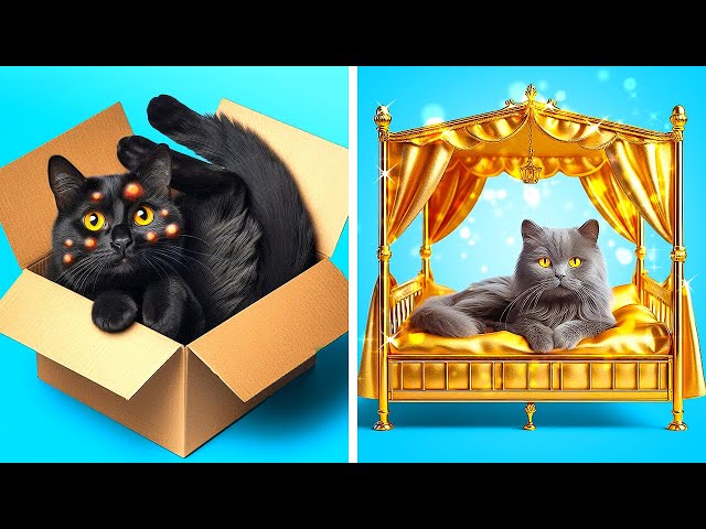 Rich Cat Vs Poor Cat 😿 *Awesome Fidgets and DIY's For Rich And Poor Cat*