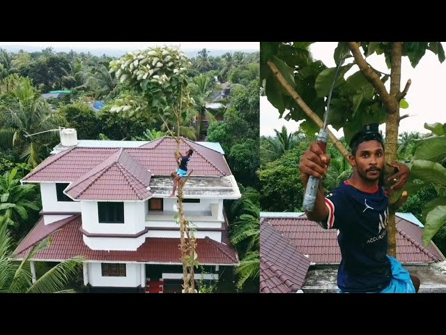 വീടിന്റെ മുന്നിലെ തേക്ക്മരം  തോല് കിയിച്ചപ്പോൾ!!ഞങ്ങൾക് സംഭവിച്ചത്!!