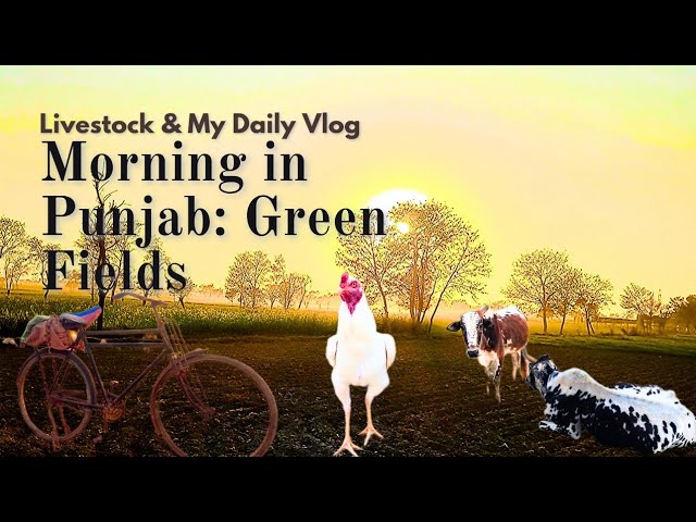 Morning in Punjab: Livestock & My Routine Daily Vlog!