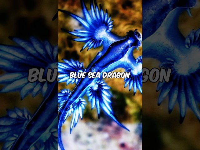 Blue Dragon Sea Slug Most Beautiful And Venomous Sea Creature