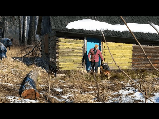 Bushcraft Shelter Interrupted – Wild Boars Trapped Me in a Tree!🐗🌲