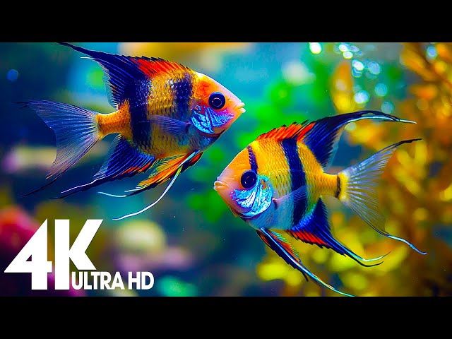 12HRS Stunning 4K Underwater Wonders - Relaxing Calm Music | Colorful Sea Life