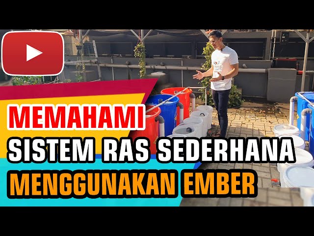 SISTEM RAS SEDERHANA - Cara Kerja RAS Ikan Nila Budikdamber