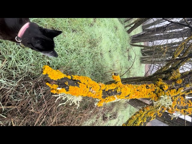 Lichen, a love story: How Fred Fungus and Alice Algae are better together. Bonus: Dad joke!