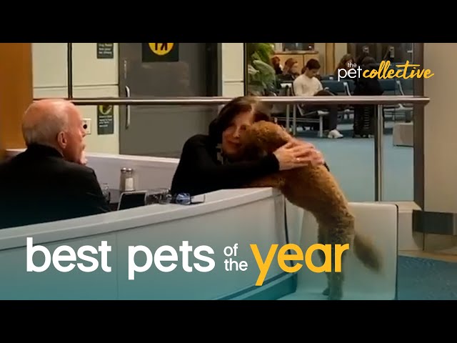 Top 20 Super Cute Pet Moments | Best Pets Of The Year 2020