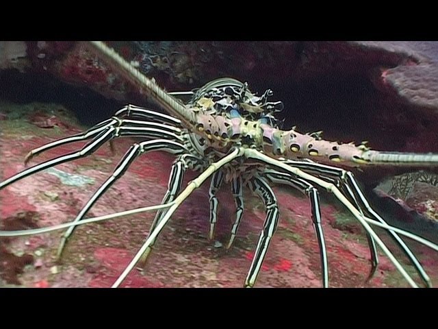 Crustaceans - Reef Life of the Andaman - Part 13