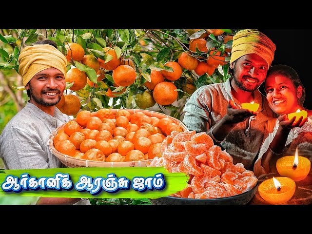 FARM FRESH ORANGE HARVESTING | ஆரஞ்சு தோல் la விளக்கு