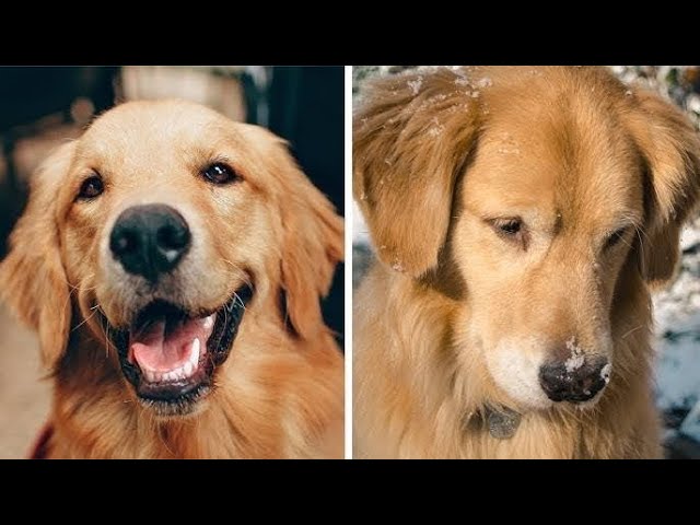 Paws, play, repeat! 🐾 The cutest stress-buster you’ll see today! #doglover #bestdog #mustlovedogs