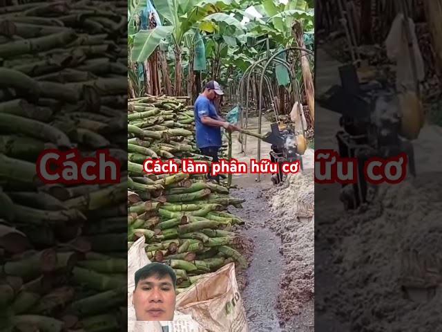 Cách tận dụng phụ phẩm để làm phân cho cây trồng #satisfying #banana