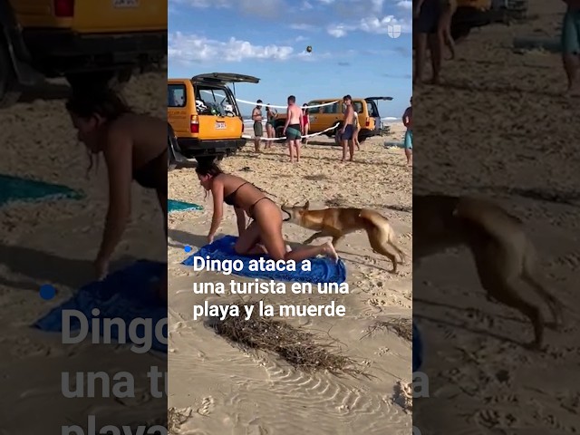 El momento en que un dingo ataca una turista en una playa y la muerde. No es el único caso