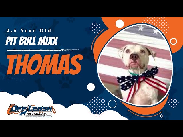 Thomas | Deaf 2.5 Year Old Pit Bull Mix | Deaf Dog Trainers in Atlanta