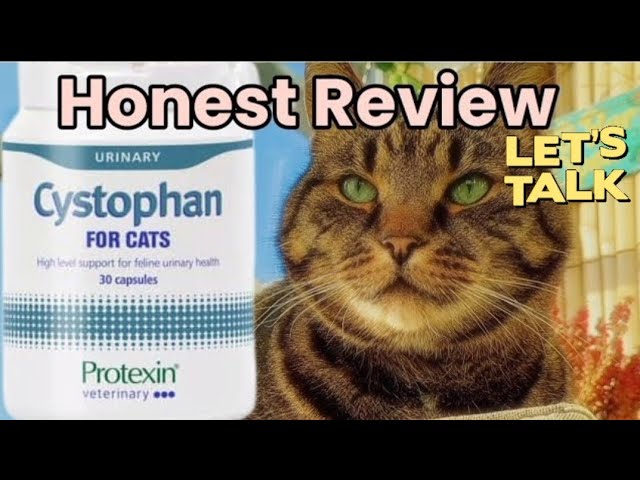 Cystophan Review 💊 BUDGET Urinary Tract Infection Medicine| FLUTD | Anxiety In Cats