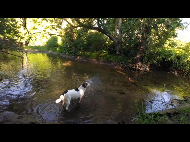 VR of Lucy our dog hanging out in the creek