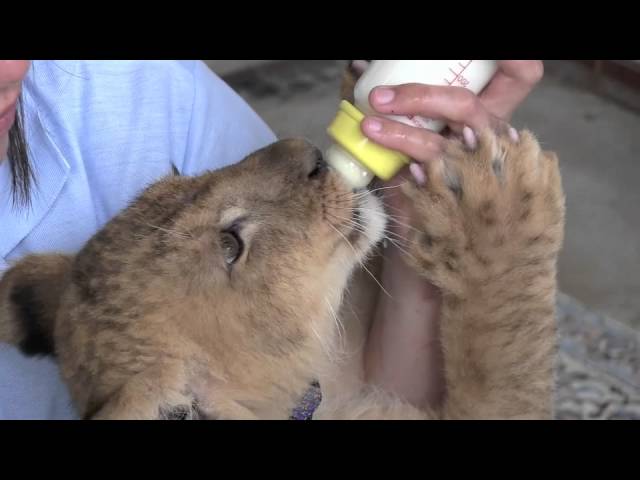 Baby Lions drink milk