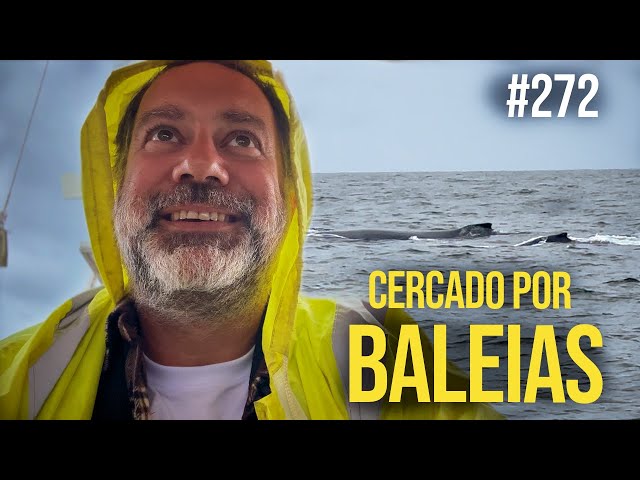 Surrounded by Whales | #SAL #272