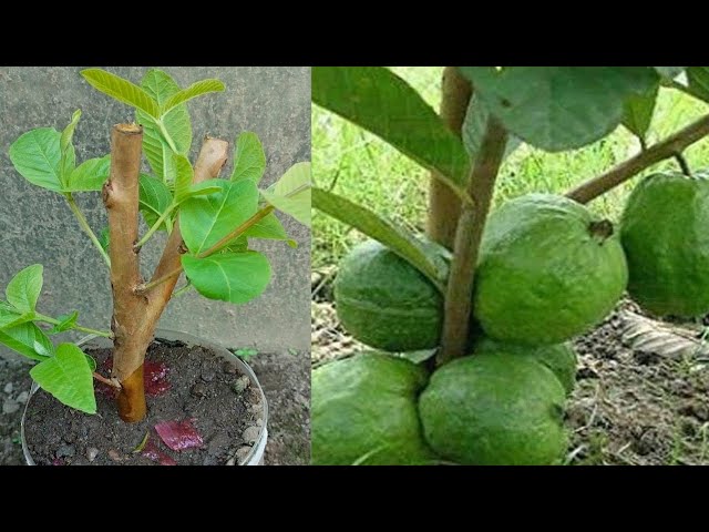 Super Way To Propagate Guava Using Aloe Vera To Help The Tree Grow Fruit Fast | Guava Tree