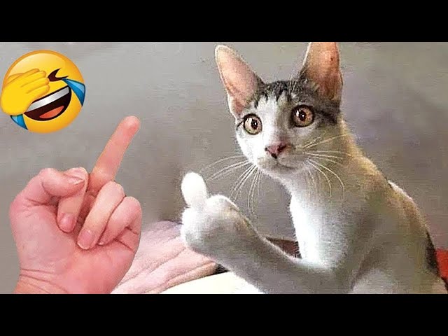 I found the funniest cat video in the world 🤣 you’ll regret it for life if you don’t watch it!