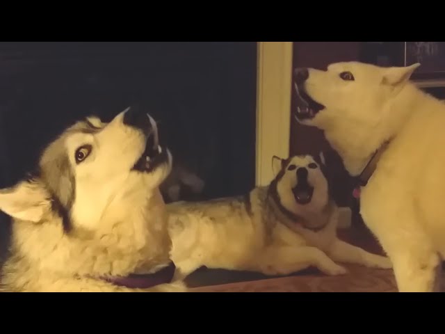 Pack of Huskies Sing Together 🐕🐕🐕