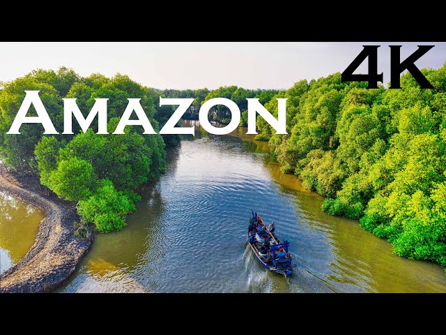 Amazon 4k - Tropical Rainforest - Relaxation Music