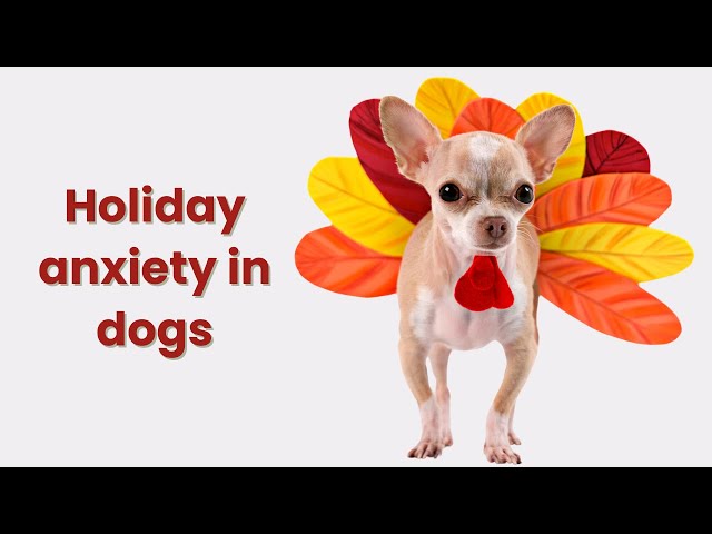 Help your fearful dog cope with holiday stress