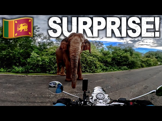 8🇱🇰 Riding Inches Away from a WILD ELEPHANT in Sri Lanka!