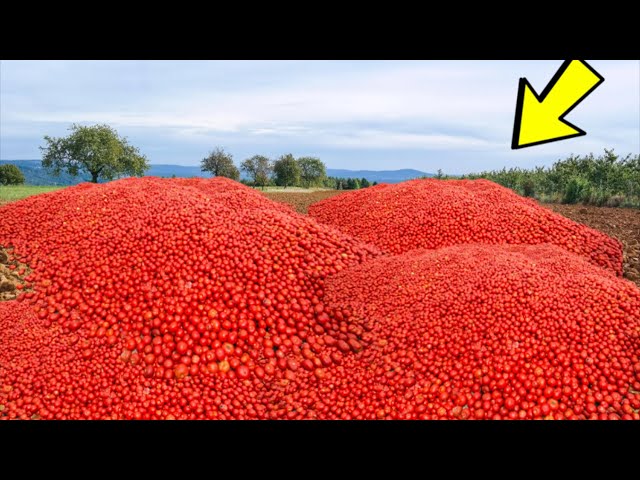 Scientists dumped 12,000 tons of tomatoes in the field. 20 years later, something amazing happened!