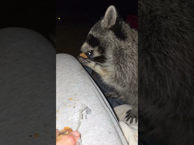 Raccoon James and Friends