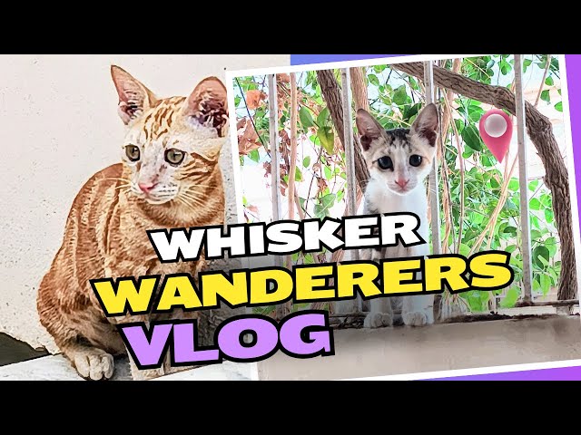 🐾 Simba’s Wall Climb Fail & Piddo’s Twig Fun | Hilarious Cat Reactions to Chickens 🐔 | Cat Vlog 🐱