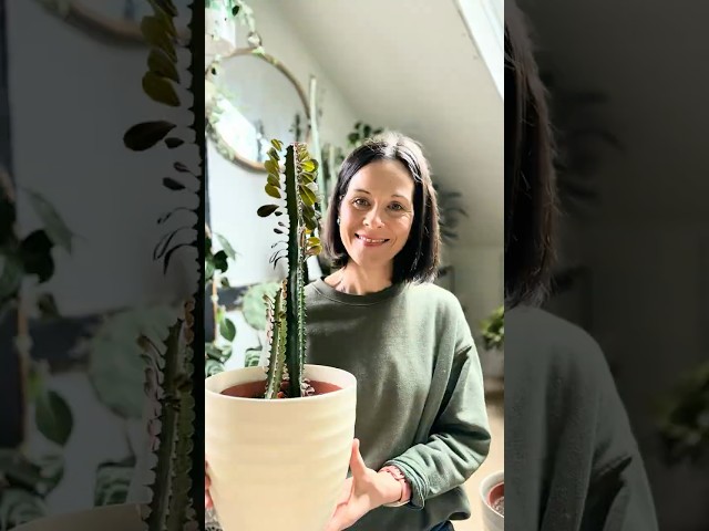 Euphorbia (African Milk Tree) Propagation and Repotting Tips