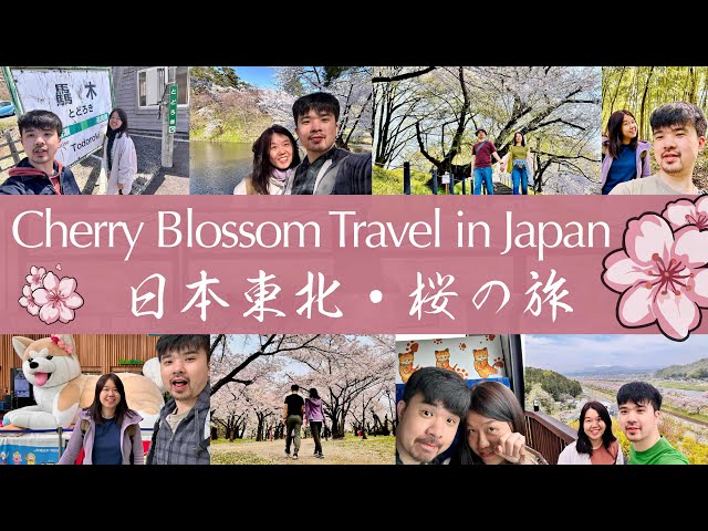 Japan Tohoku 14 days Travel 202404 Cherry Blossom Travel in Sendai Aomori Morioka Hirosaki Akita🌸🍎🍣🍜