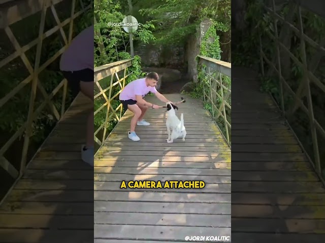 Dog's Amazing Photos From Tiktok !