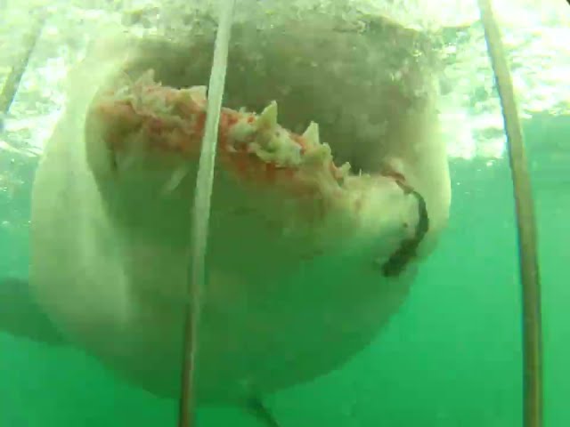 Great White Shark crashes into underwater viewing cage! Massive impact