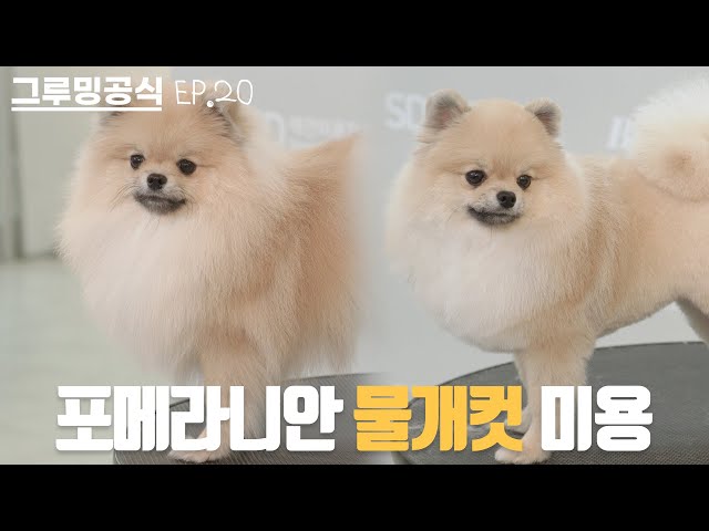 강아지야 물개야? | 그루밍공식시즌2 EP20 | 포메라니안 물개컷 미용 | Pomeranian Grooming