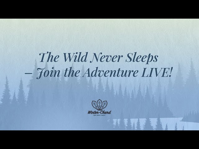 The Wild Never Sleeps -Join the Adventure LIVE!