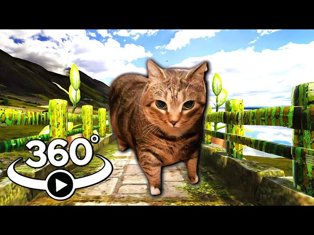 VR 360° OIIAOIIA Cat