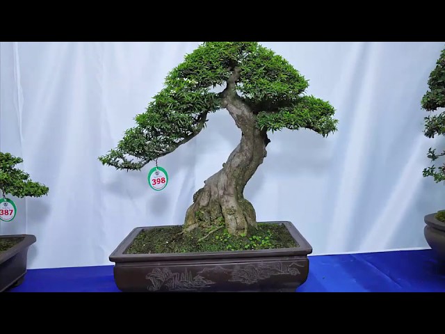 BONSAI VIETNAM