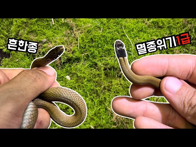 제주도에서만 서식하는 초 희귀 뱀입니다.