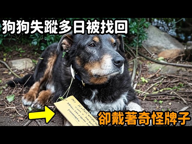 狗狗失蹤多日終於被找回，主人卻在牠脖子上發現一個奇怪的牌子......#反轉 #懸疑故事 #狗狗 #驚人 #自然觀察日記