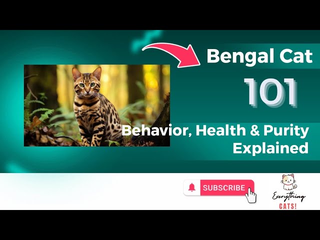 Bengal Cat 101: Behavior, Health & Purity Explained! #BengalCat101 #catbehavior  #cathealth