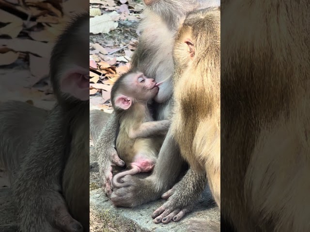 Lovely Newborn Monkey So Smart