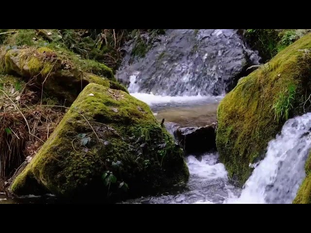 Beautiful Relaxing Music | Nature Spanish Moss Tune