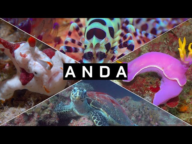 Diving Anda with Magic Oceans Resort | Bohol | Philippines | 4K HDR | 2024