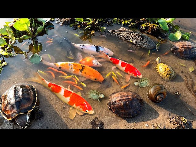 Amazing Result With Ornamental Fish, Turtle, Koi | Outdoor Fishing Vlog 2025