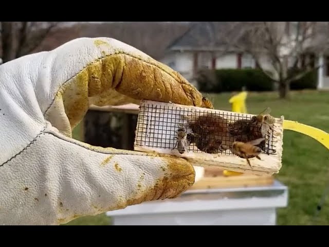 Hiving two packages of bees. The Gentle method and the Shake Method.