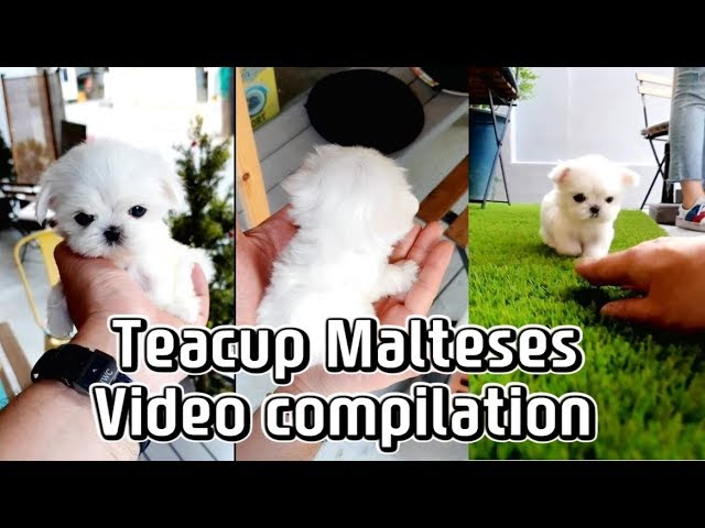 Teacup malteses Video Compilation - white puppy