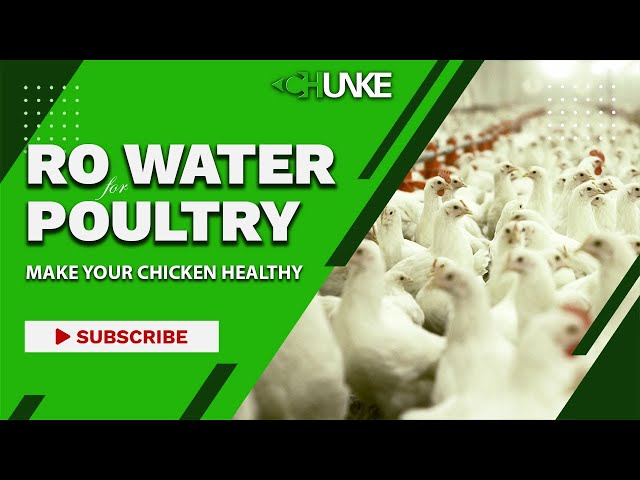 The Secret of Reverse Osmosis Water for Chicken Poultry, Discover Advantages of RO Plant