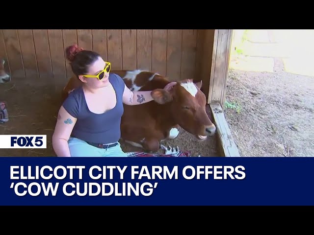 Ellicott City farm offers cow cuddling | FOX 5's DMV Zone