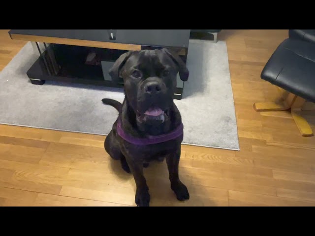 Training a 1 year old Cane Corso. #canecorso