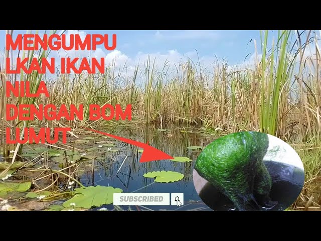 Memancing Ikan Nila Di waduk bekas tambang tanah liat bahan semen.@MNG80